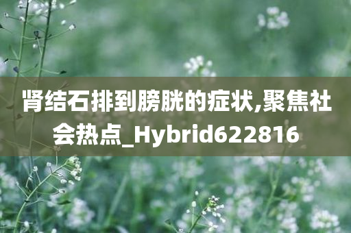 肾结石排到膀胱的症状,聚焦社会热点_Hybrid622816